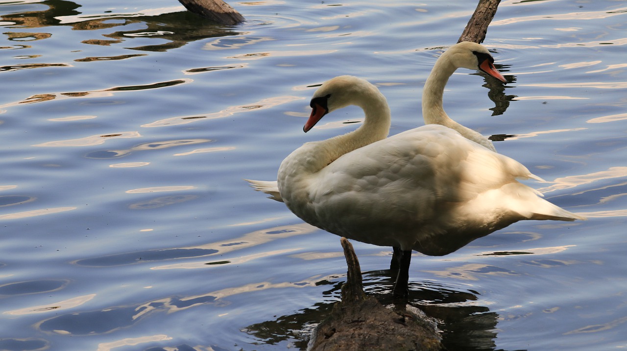 swans  bank  lake free photo