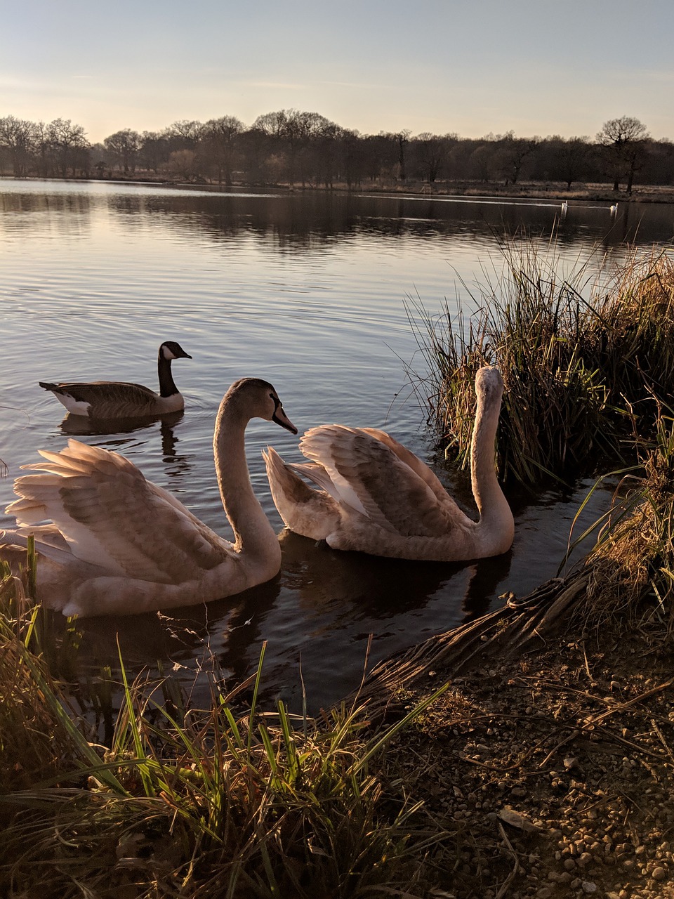 swans  swan  lake free photo