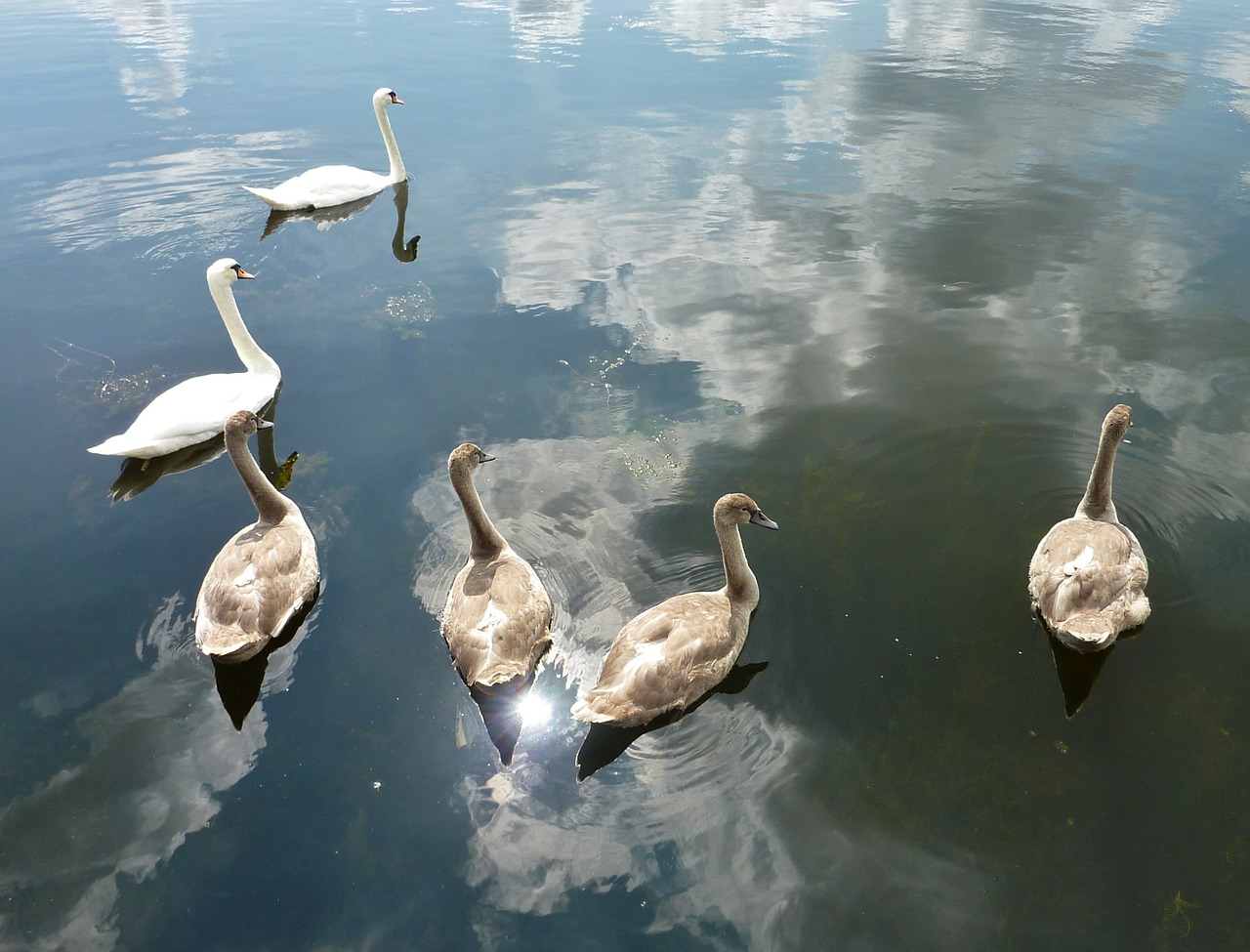 swans nature water free photo