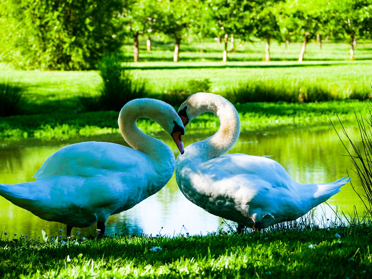 swans  lake  pond free photo