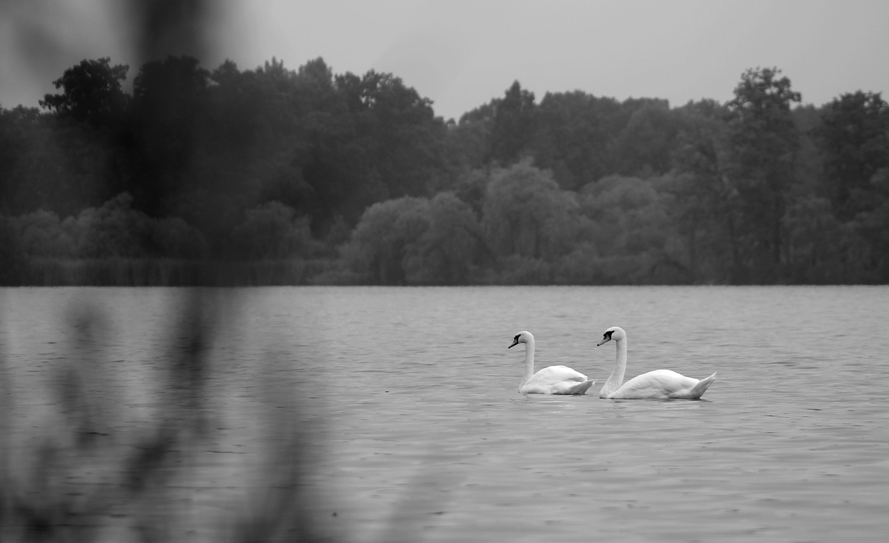 swans pond nature free photo