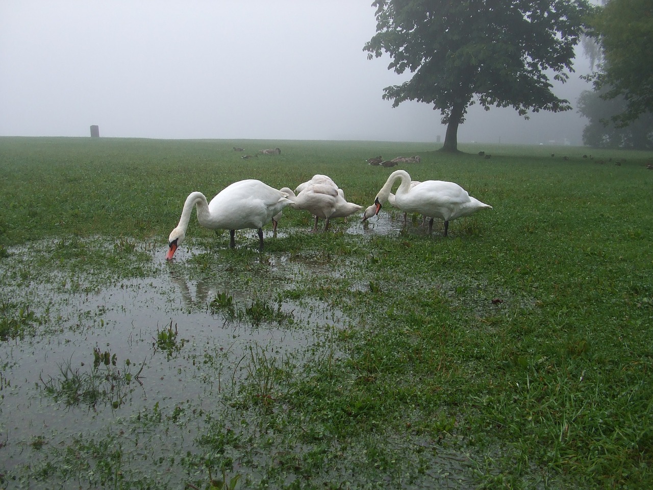 swans puddle meadow free photo