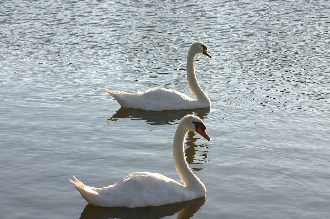 swans wildlife nature free photo