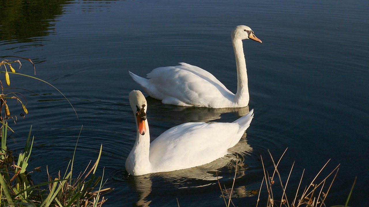swans pond white free photo