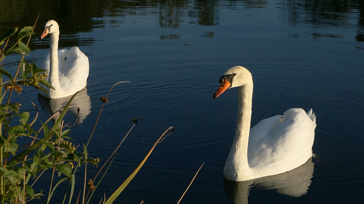 swans pond white free photo