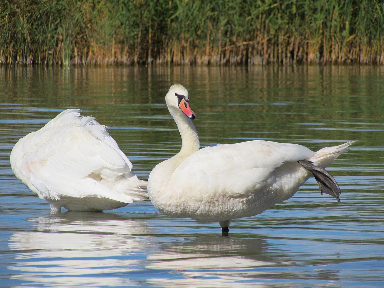 swans birds water free photo