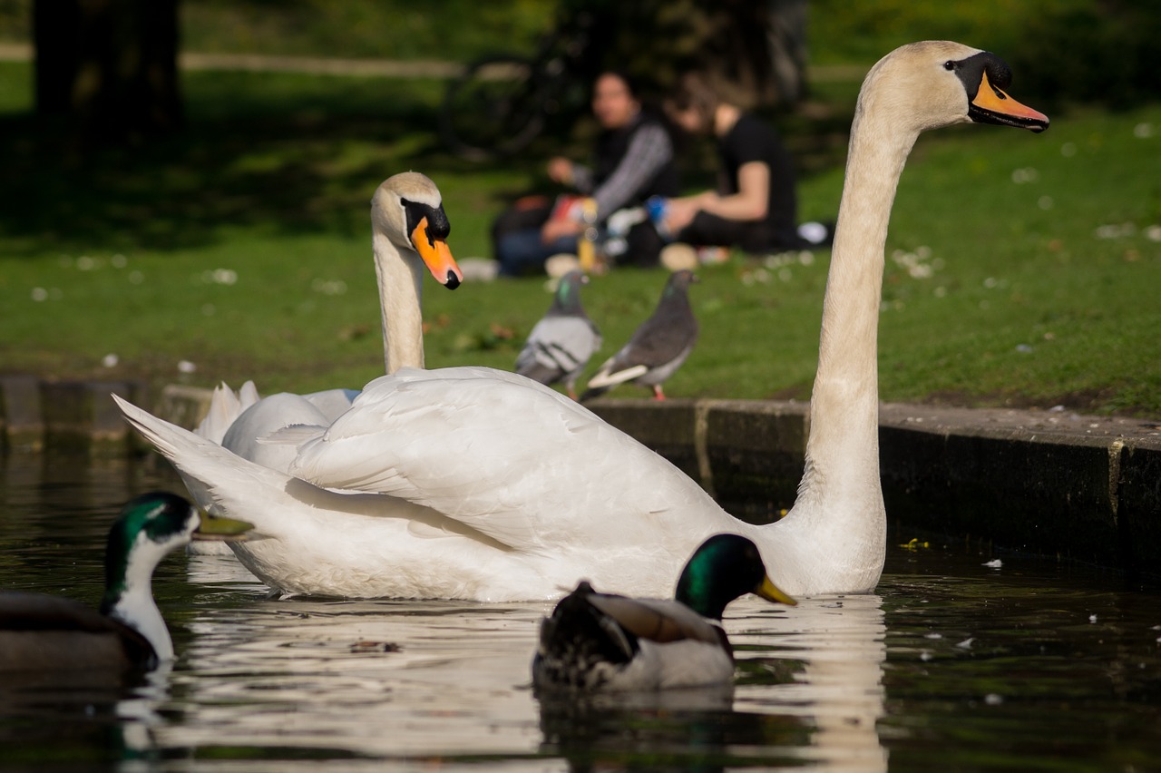 swans bird cygnus free photo
