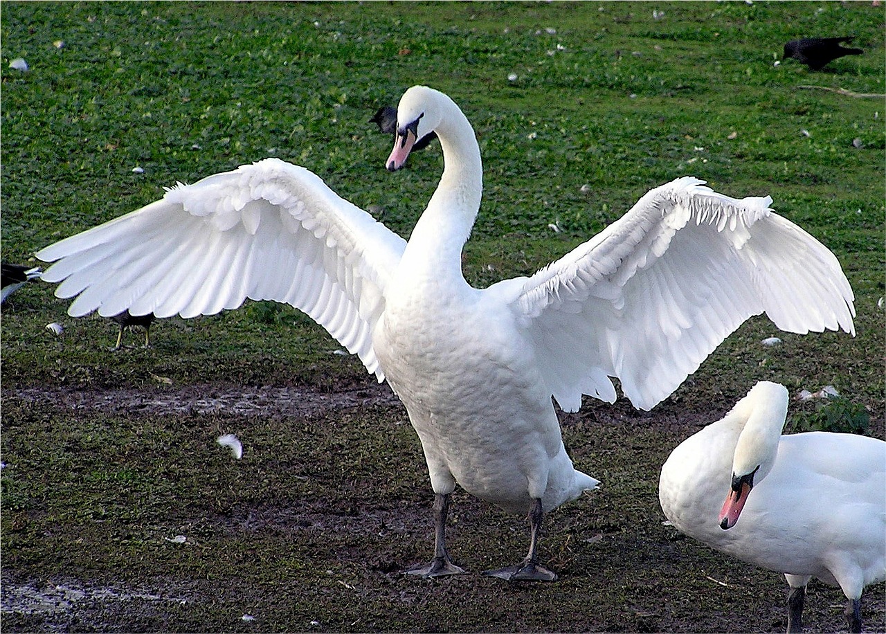 swans white birds free photo