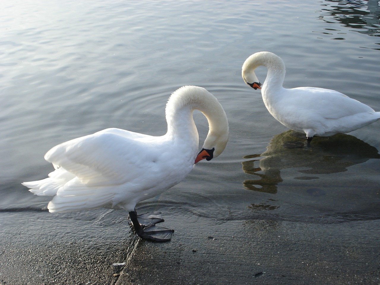 swans lake water free photo