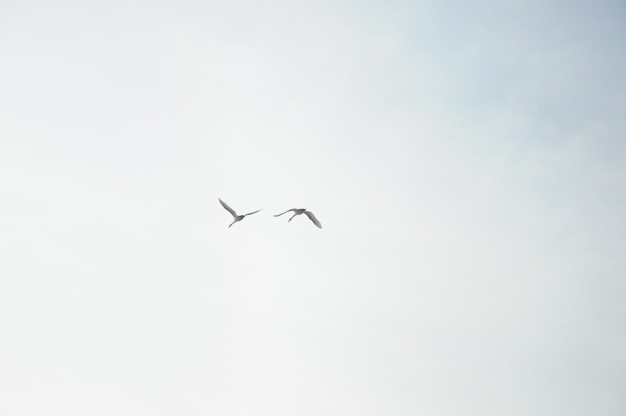 swans sky clouds free photo