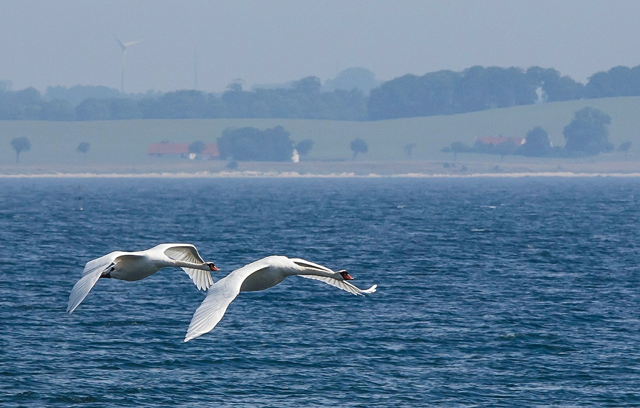 swans sea abbekås free photo