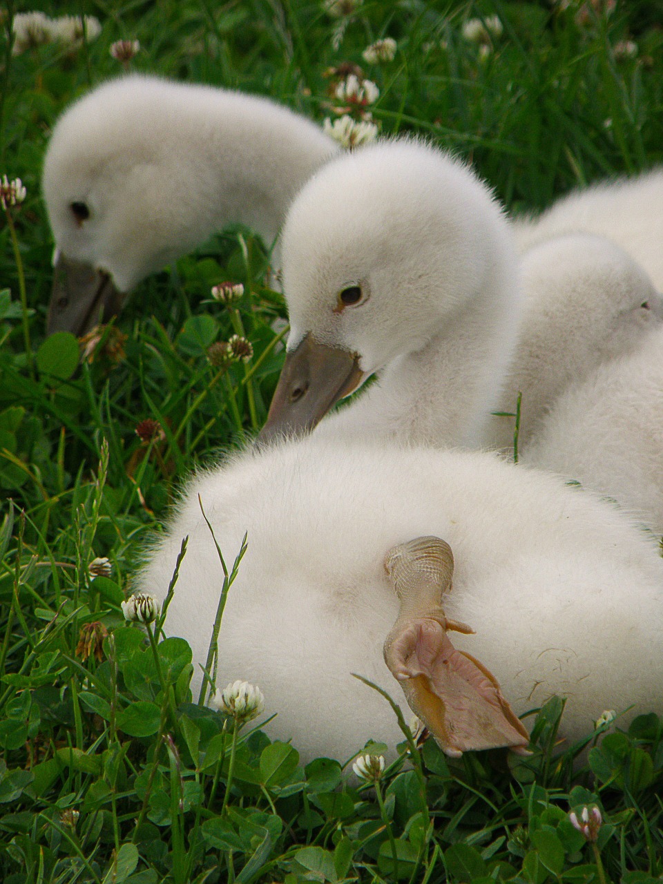swans cub bird free photo