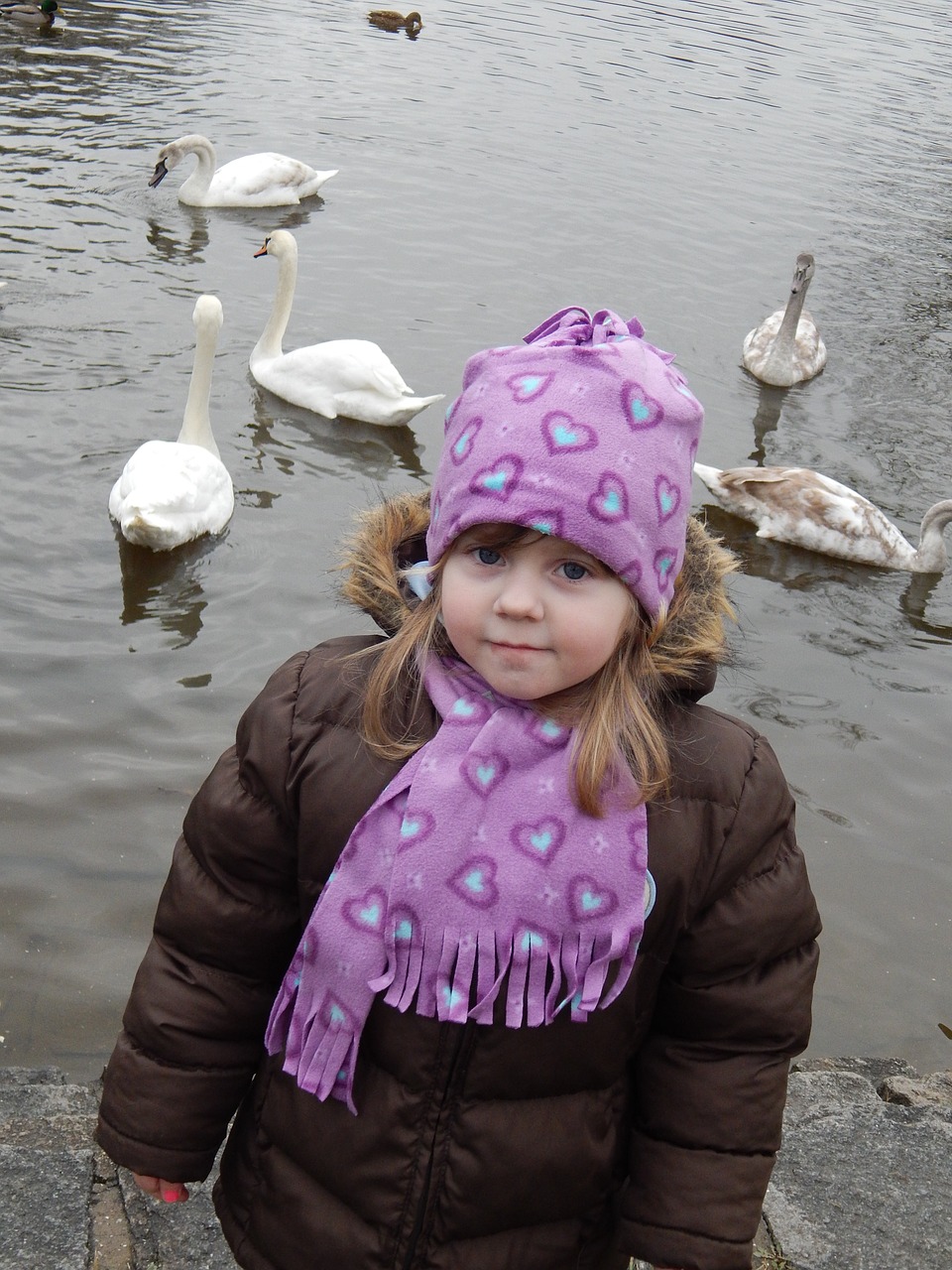 swans child adelka free photo