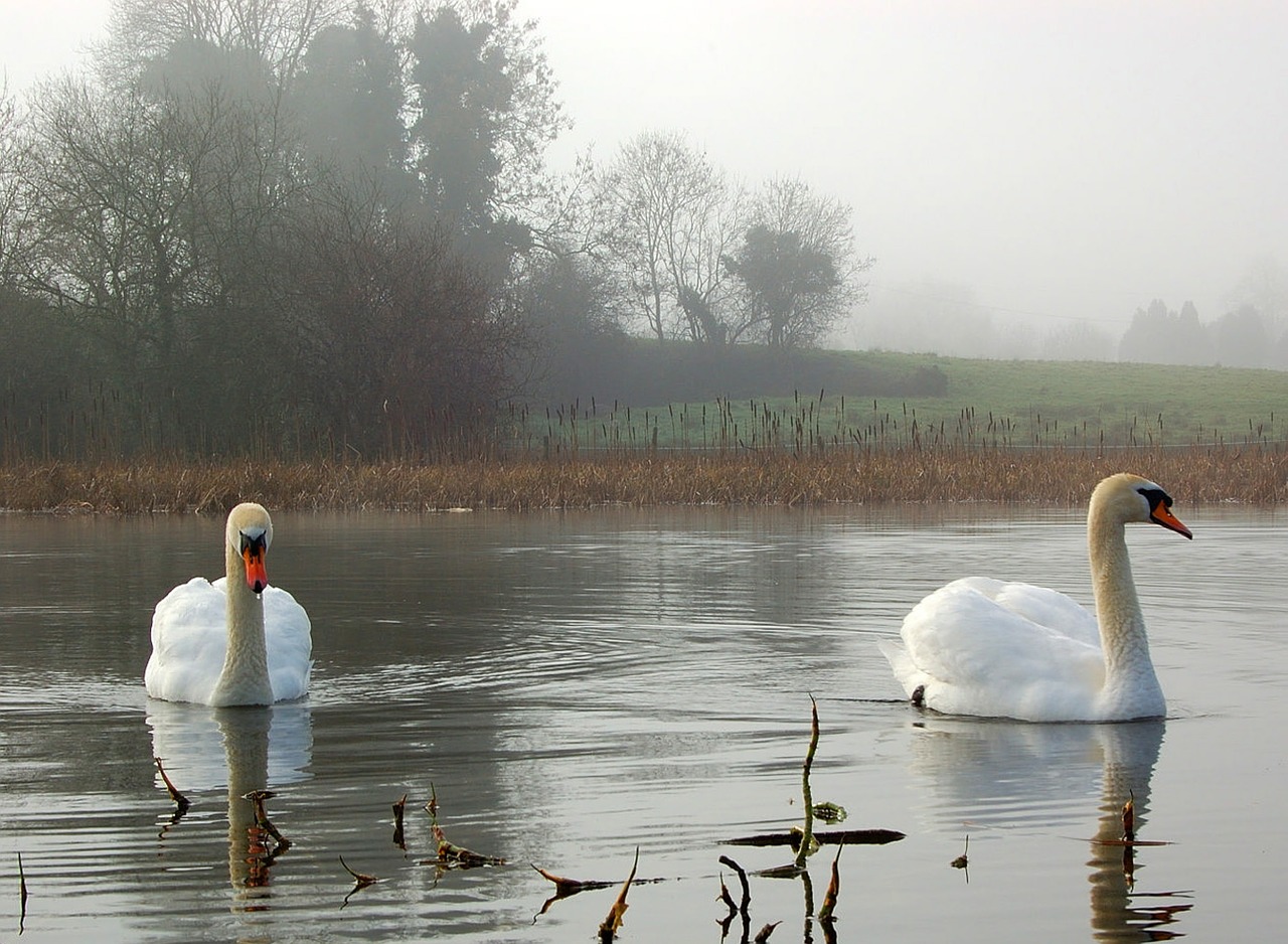 swans landscape pond free photo