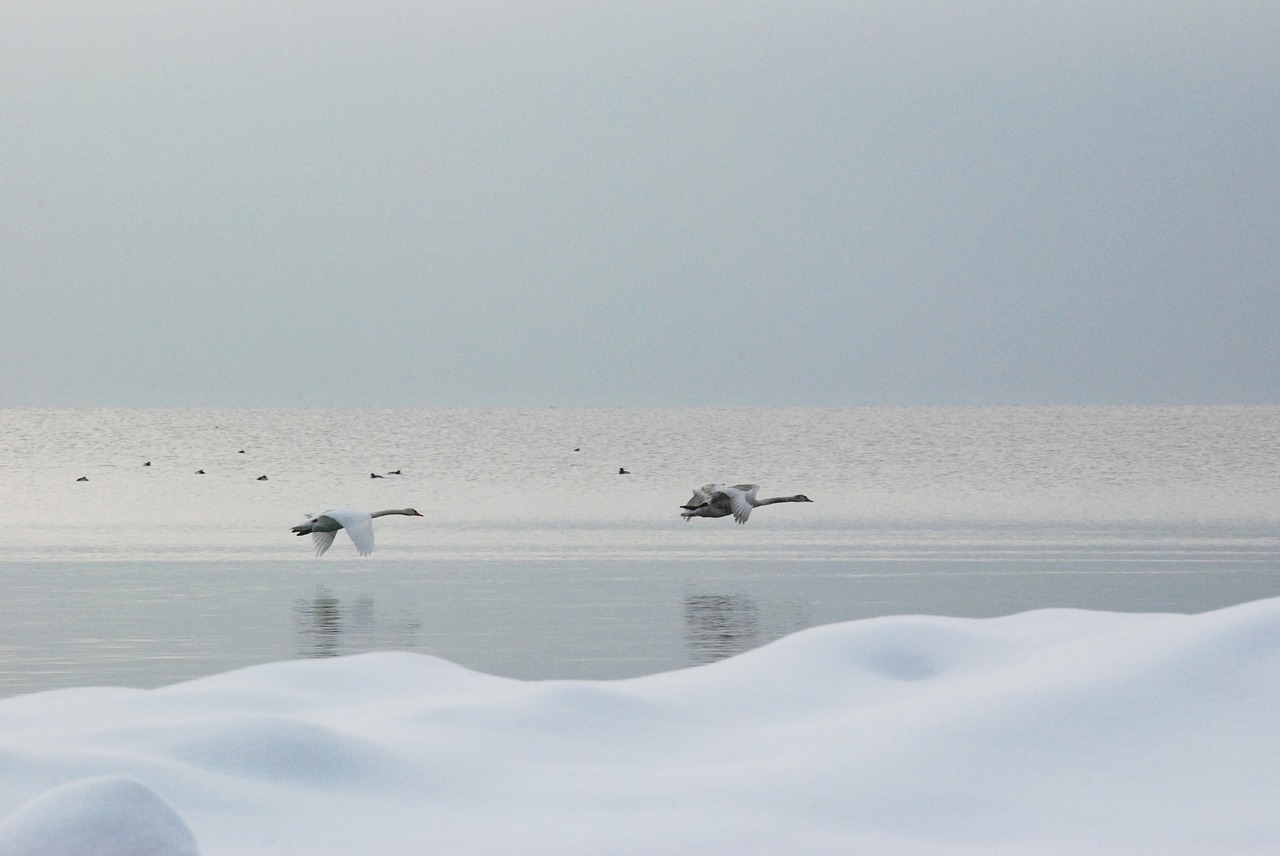 swans fly ice free photo