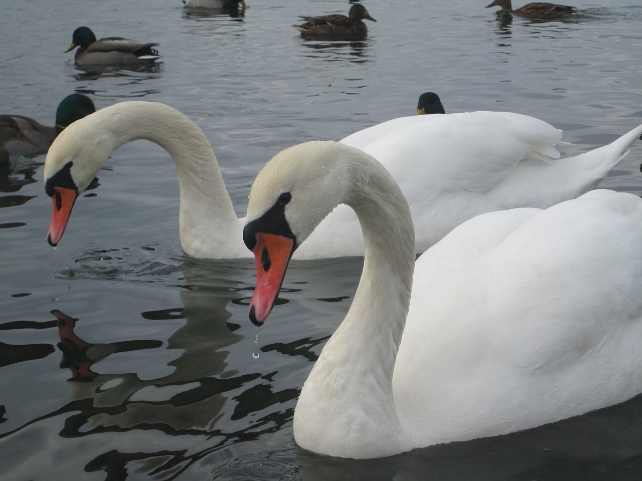 swans animal bird free photo