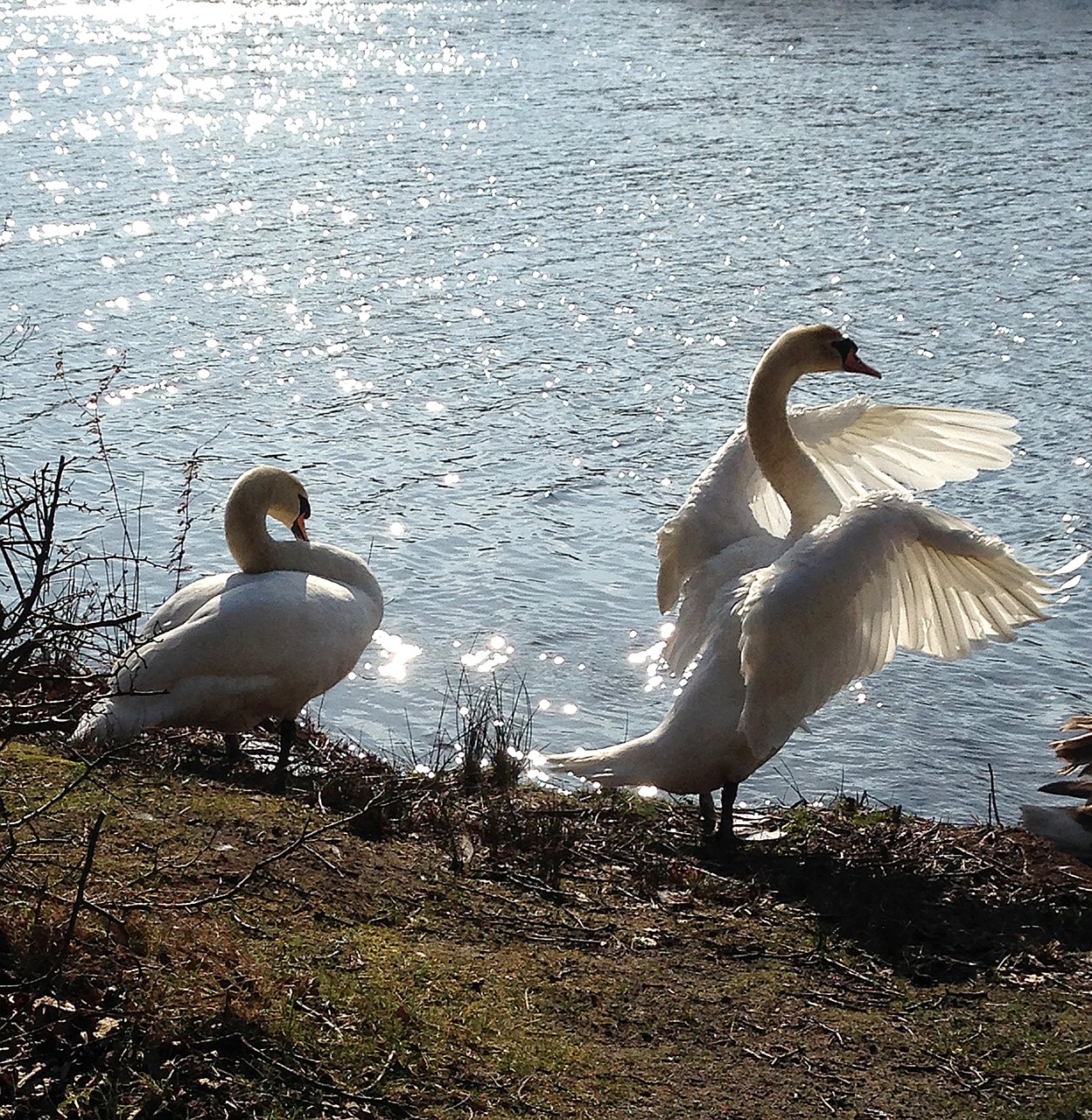 swans couple swimming birds free photo