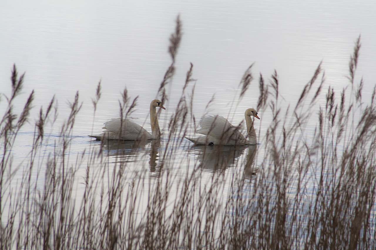 swans lake birds free photo