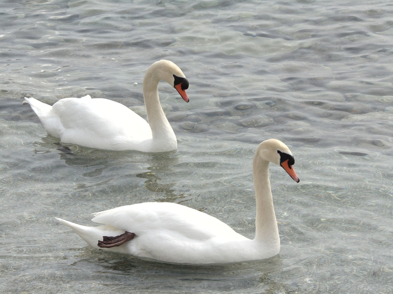 swans animals lake free photo