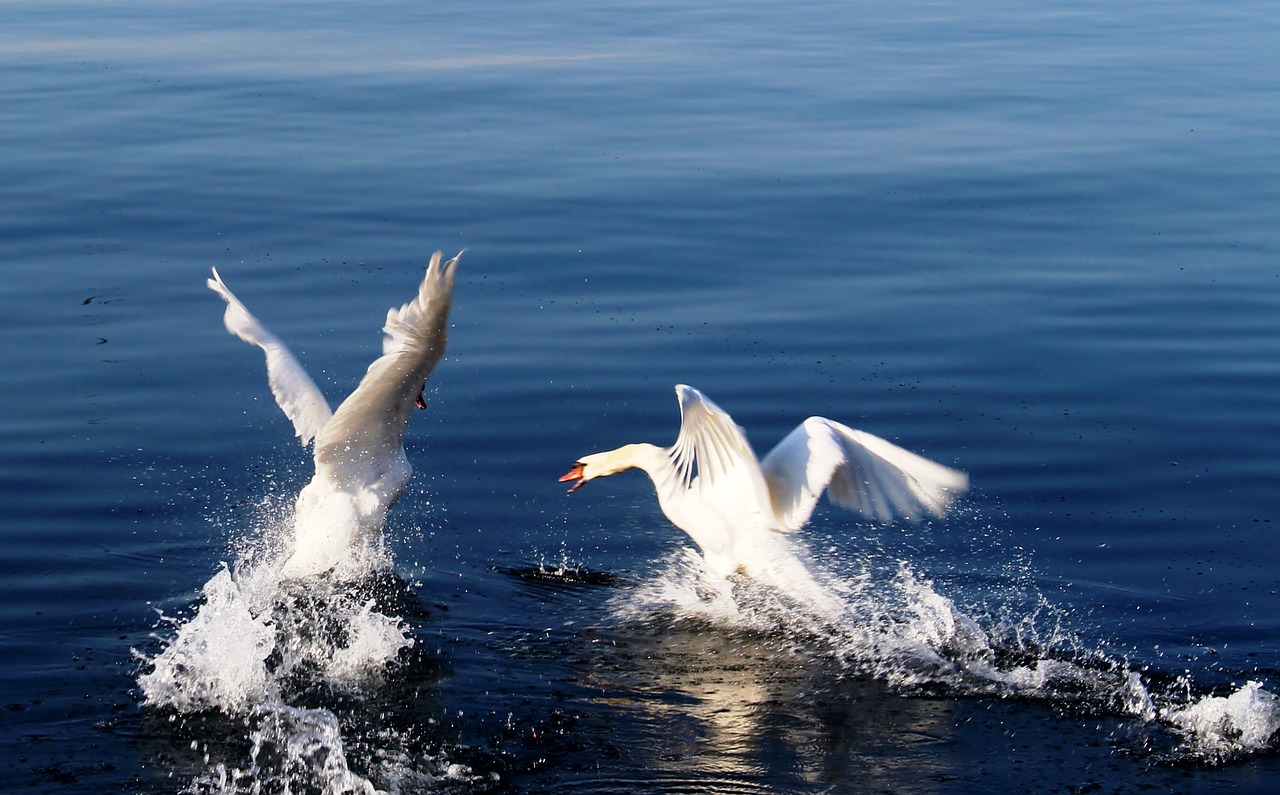 swans departure start free photo