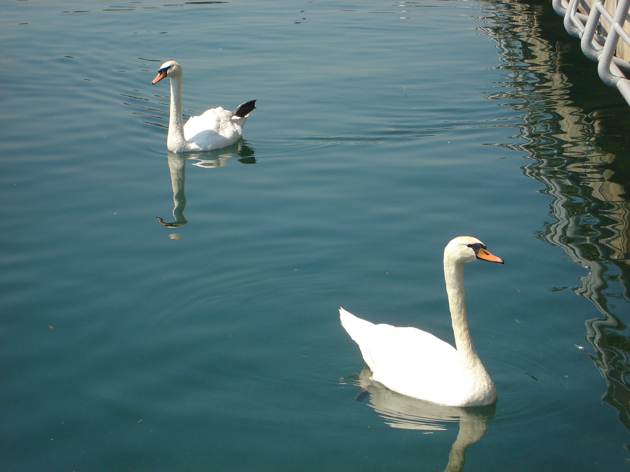 swans birds lake free photo