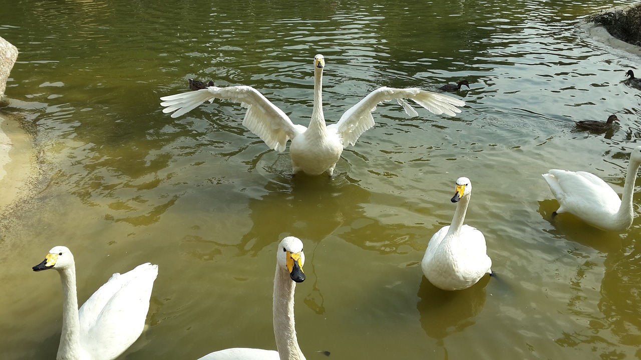 swans birds park free photo