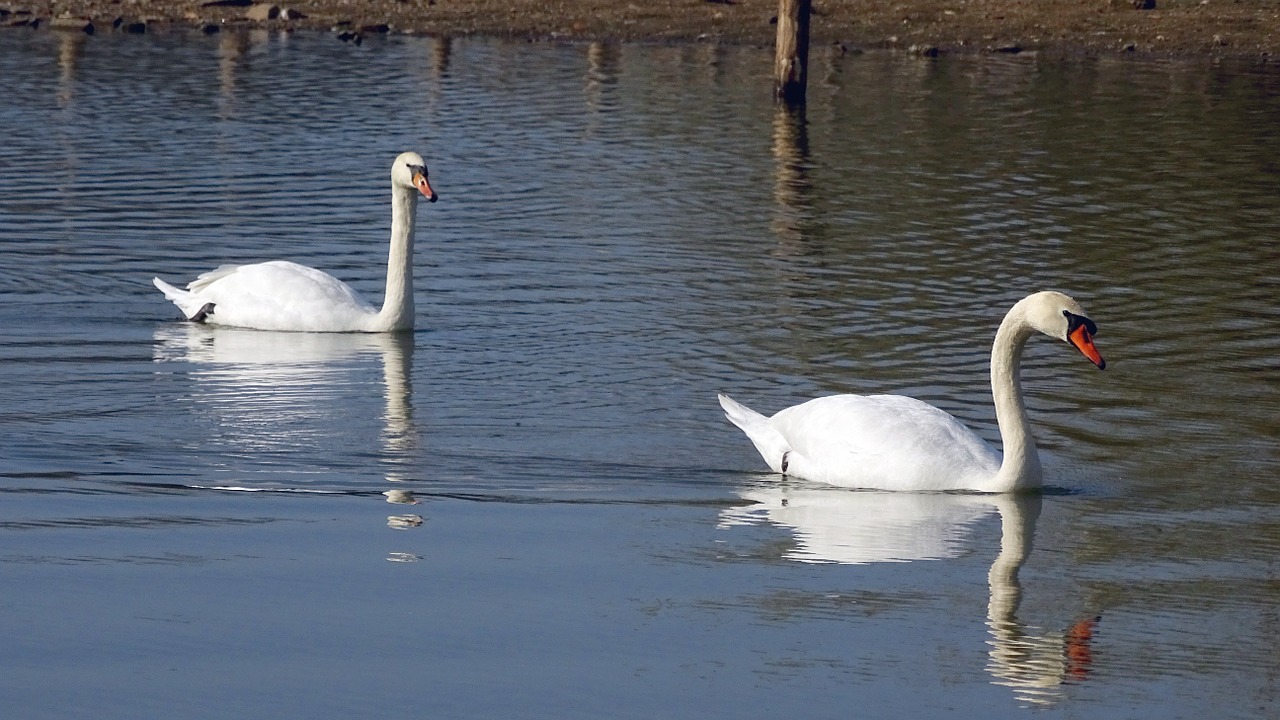 swans swan nature free photo