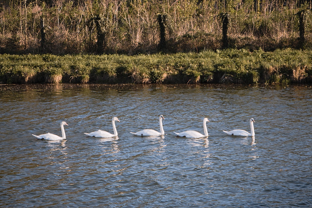 swans group water free photo