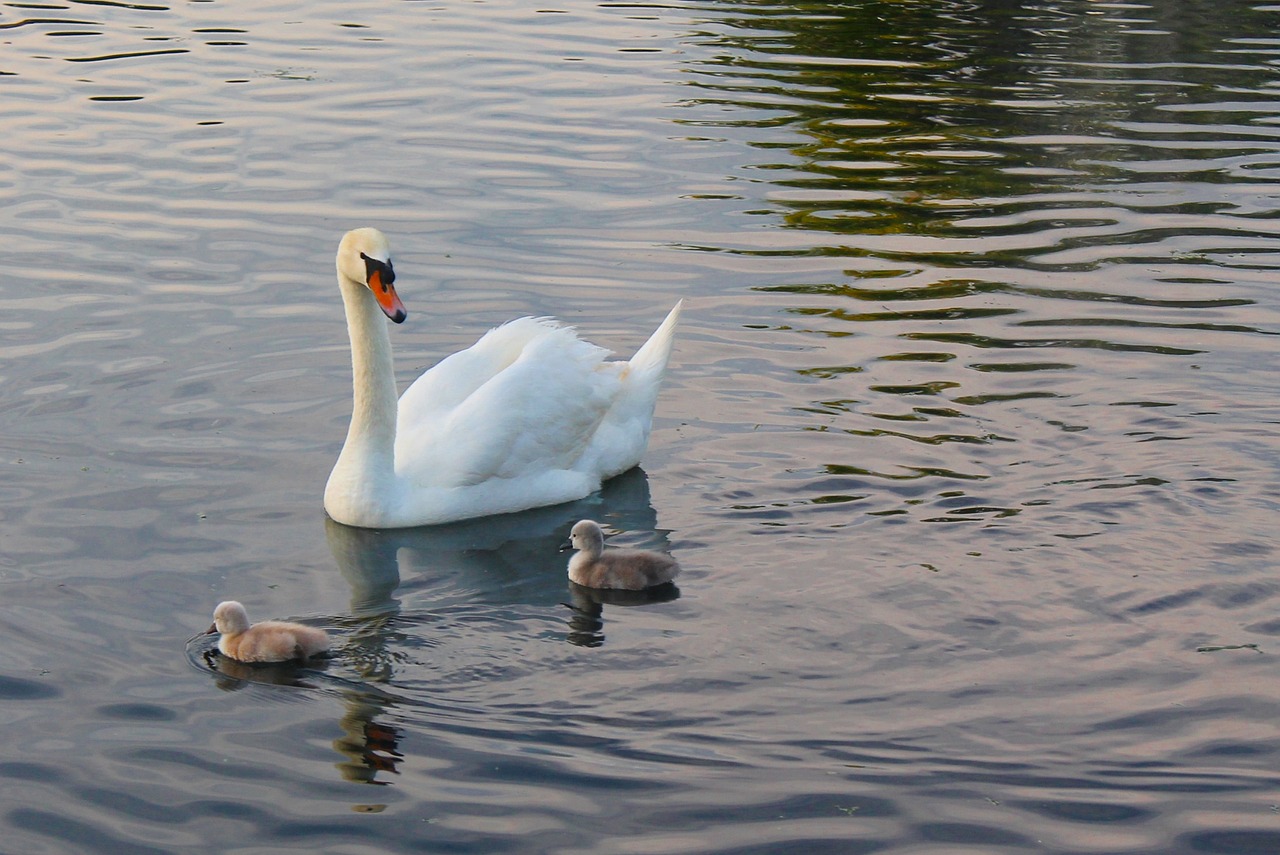 swans young water free photo