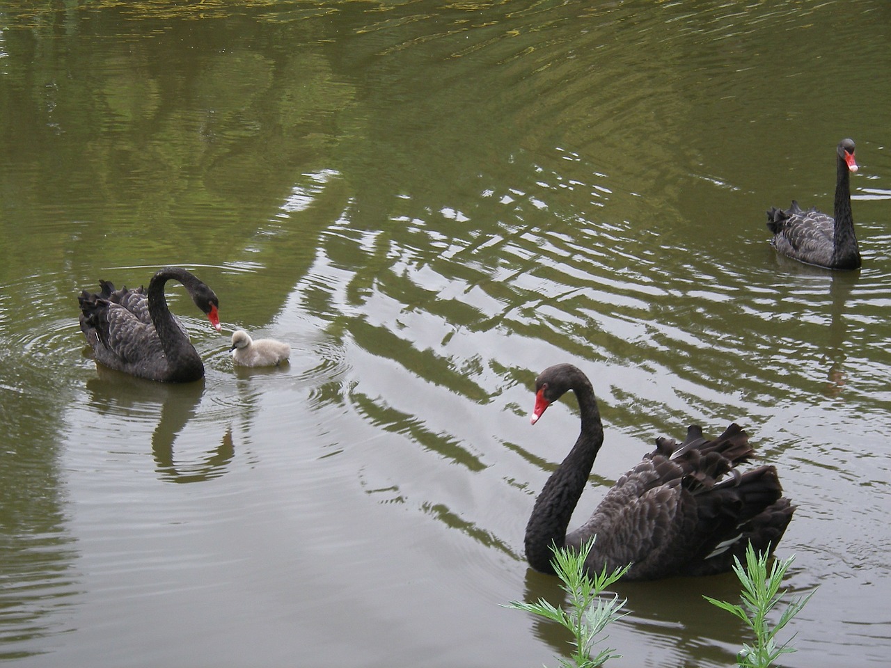 swans in rostov zoo free photo