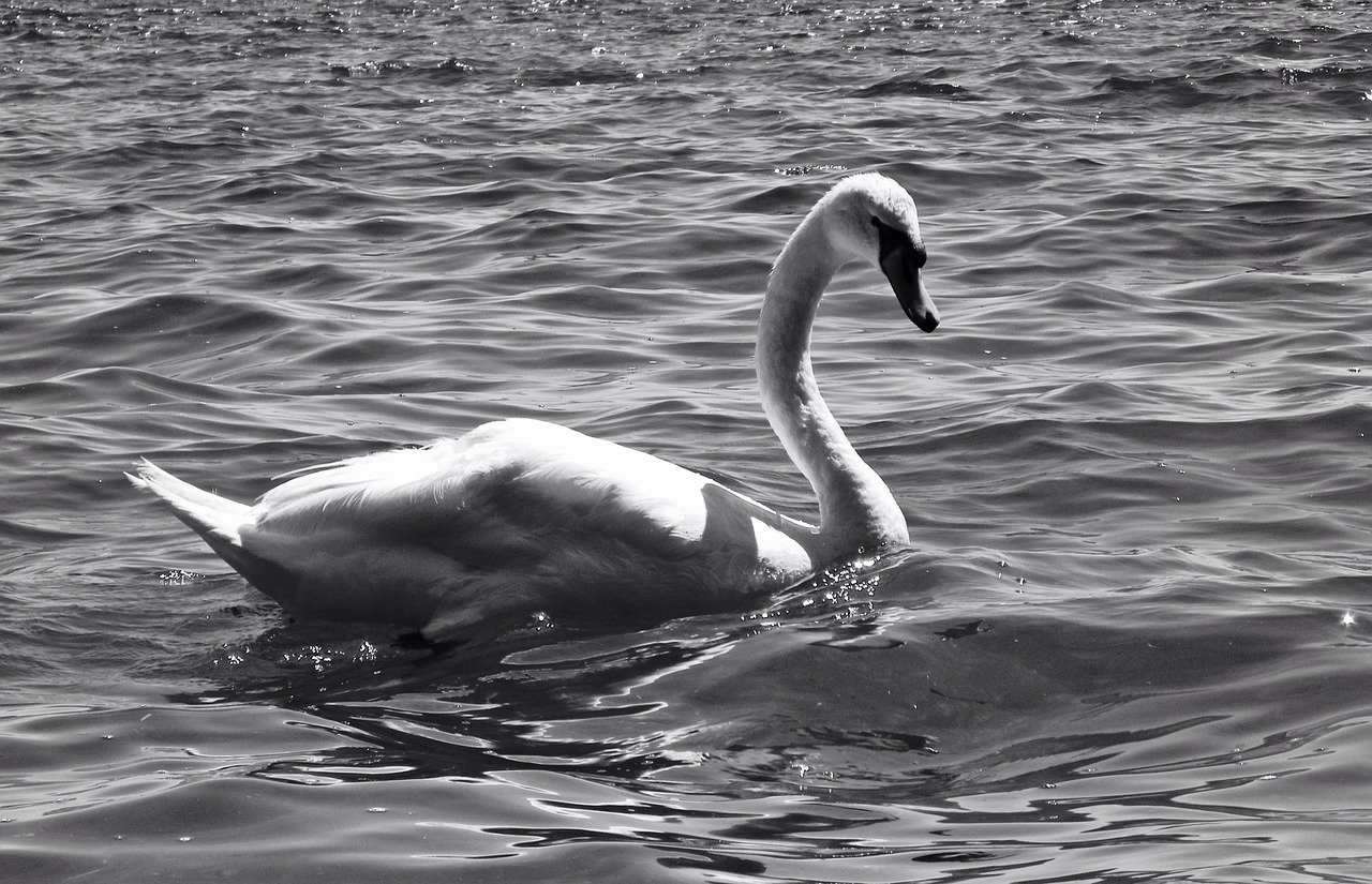 swans waterfowl geese free photo