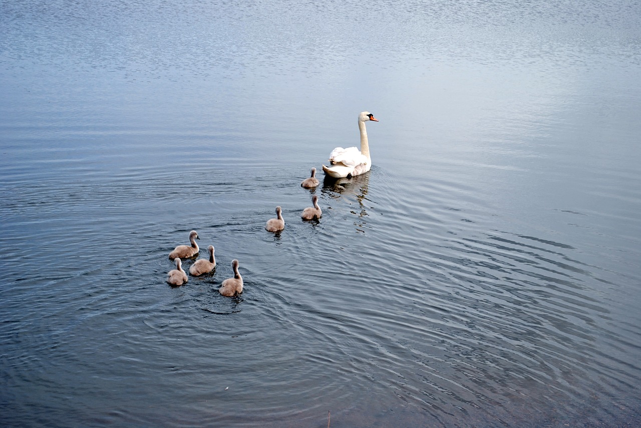 swans family lake free photo