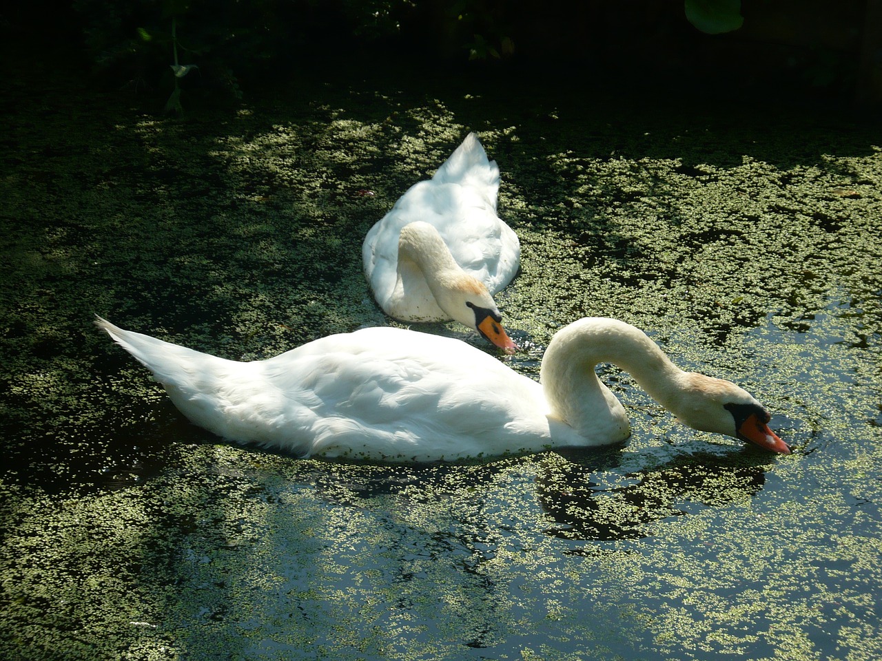 swans tranquility pond free photo