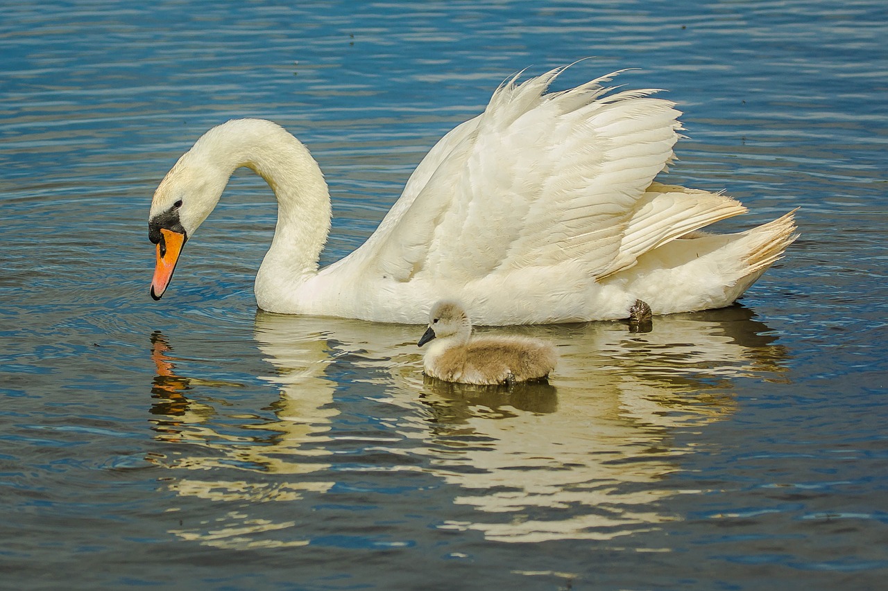 swans water birds free photo