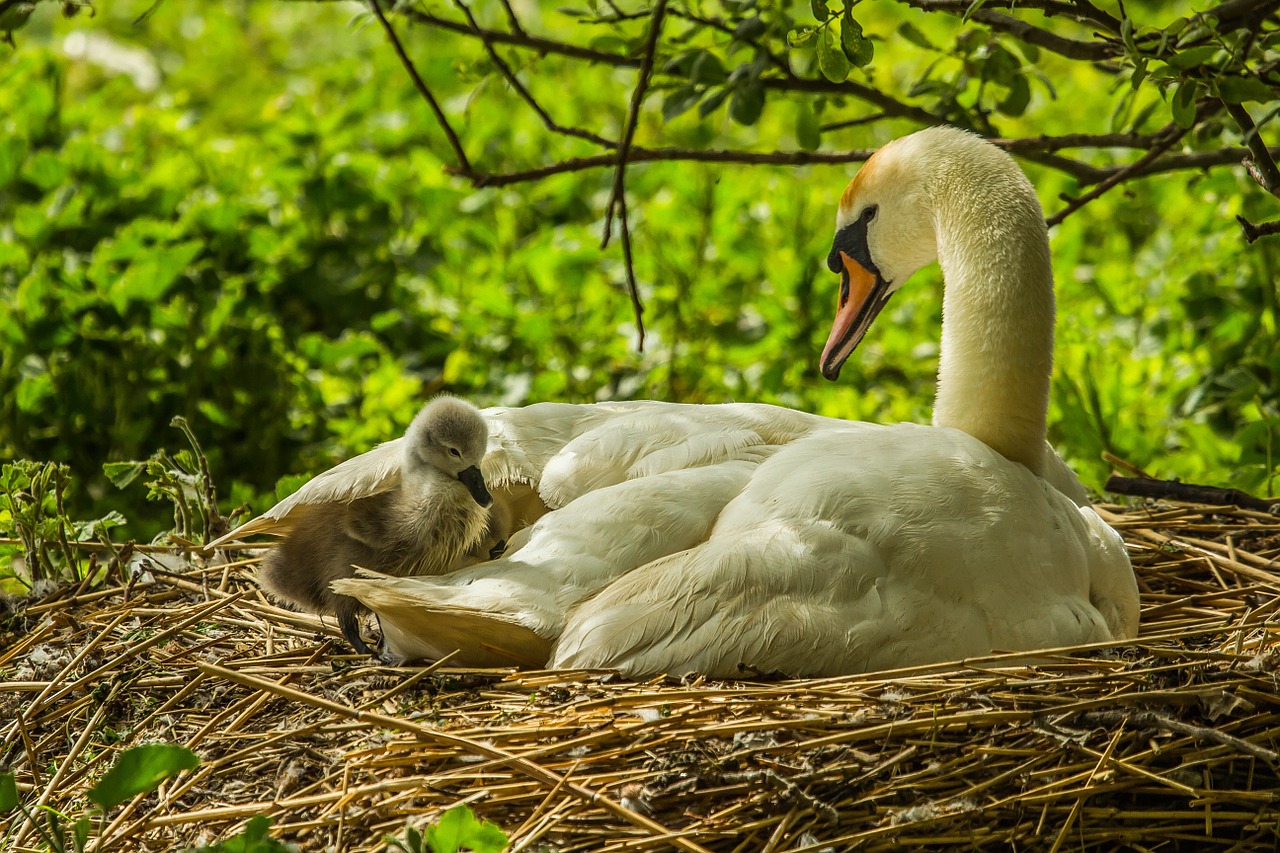 swans priroda wild nature free photo