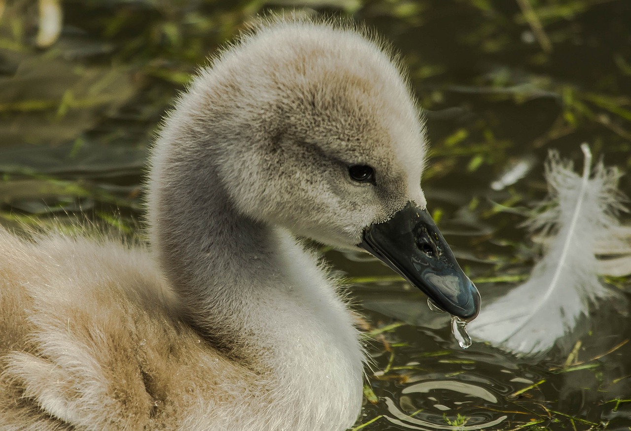 swans wild nature birds free photo