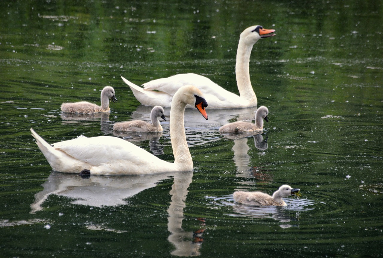 swans swan bird free photo