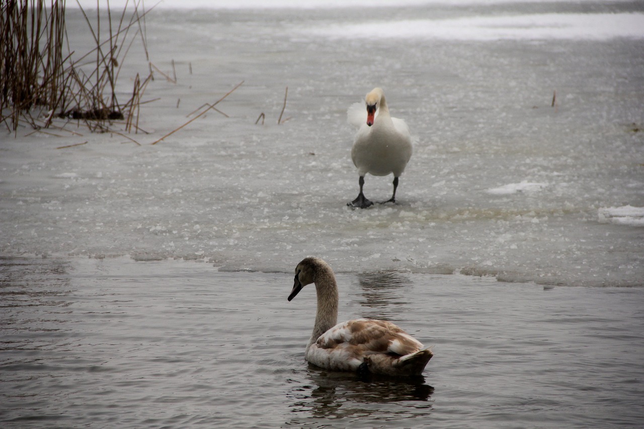 swans bird water free photo