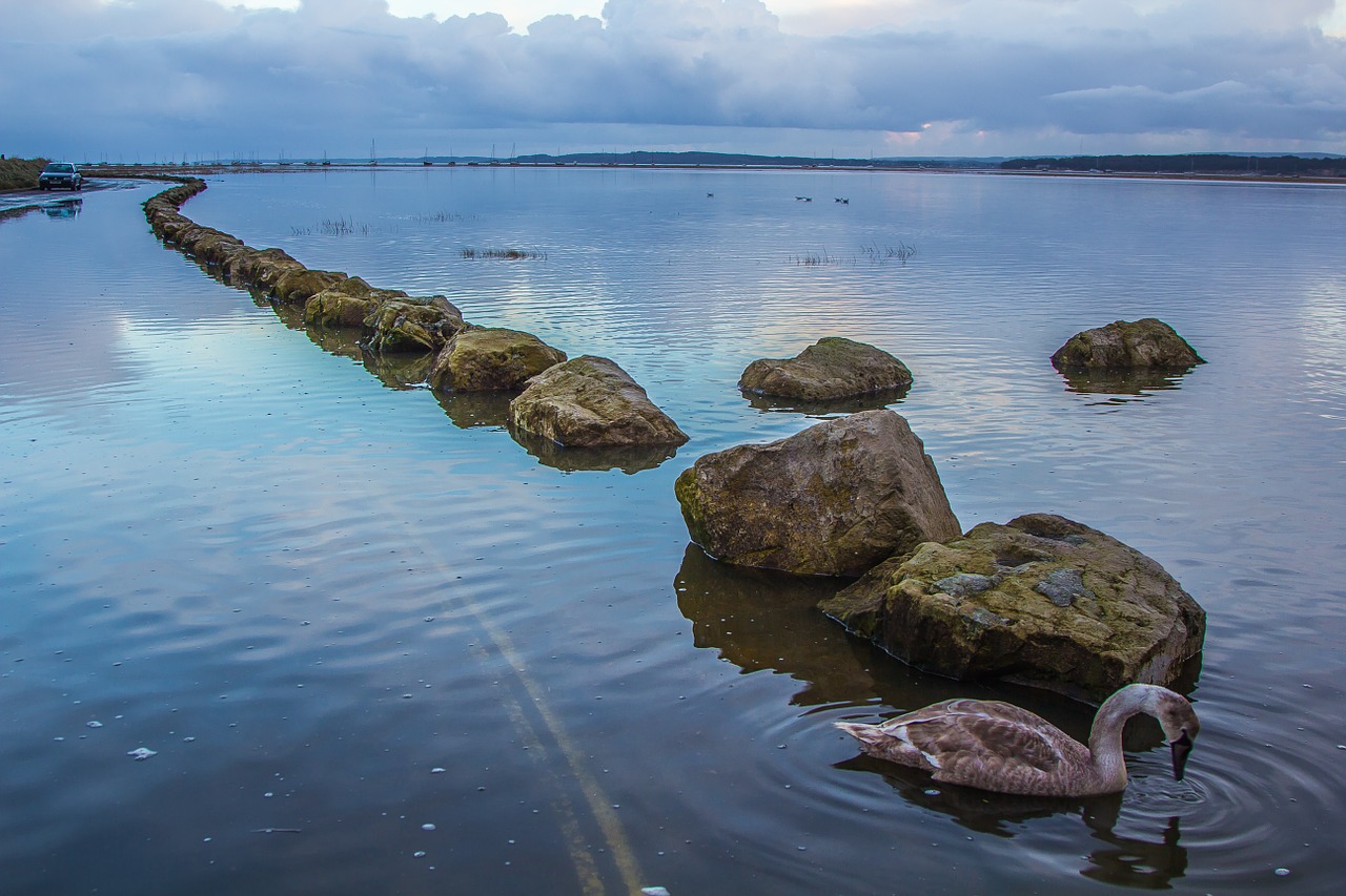 swans nature stone free photo