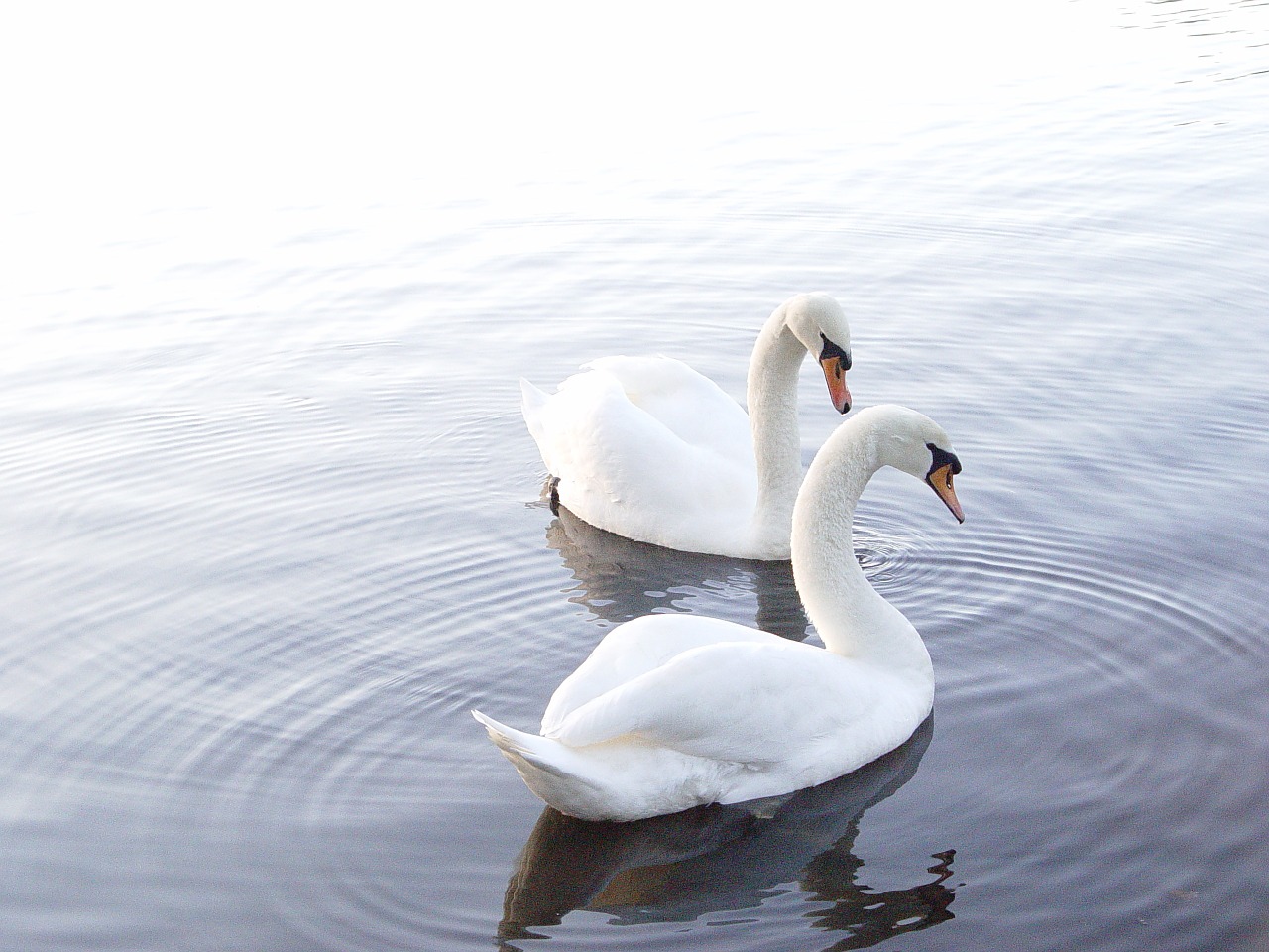 swans lake nature free photo