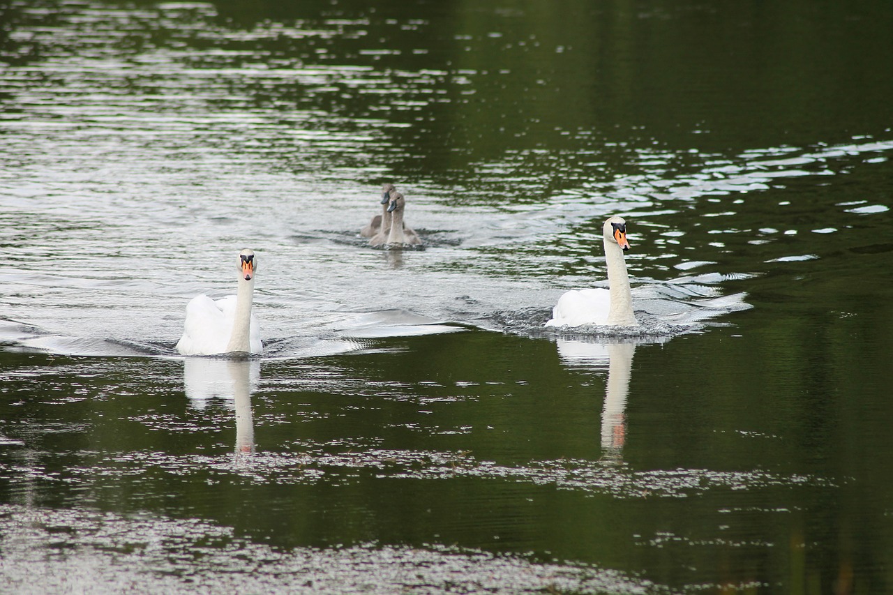 swans family cubs free photo