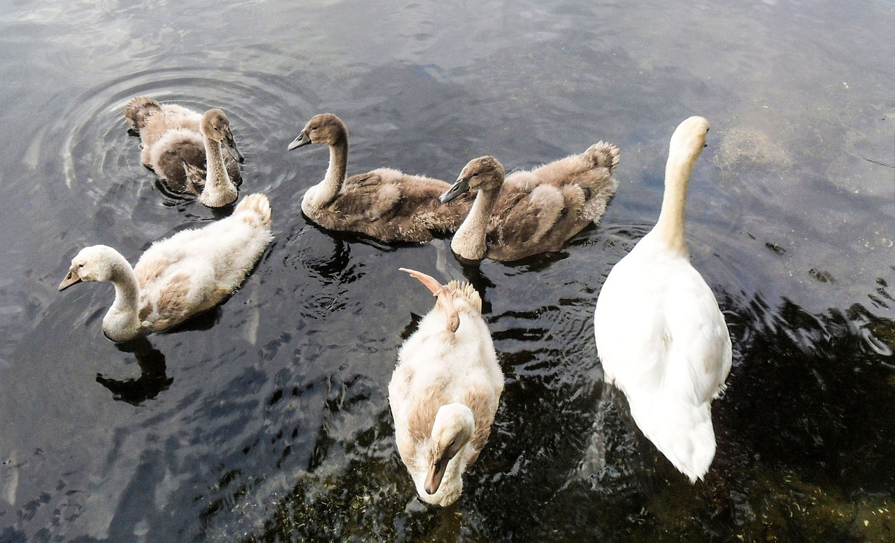 swans waterfowl lake free photo
