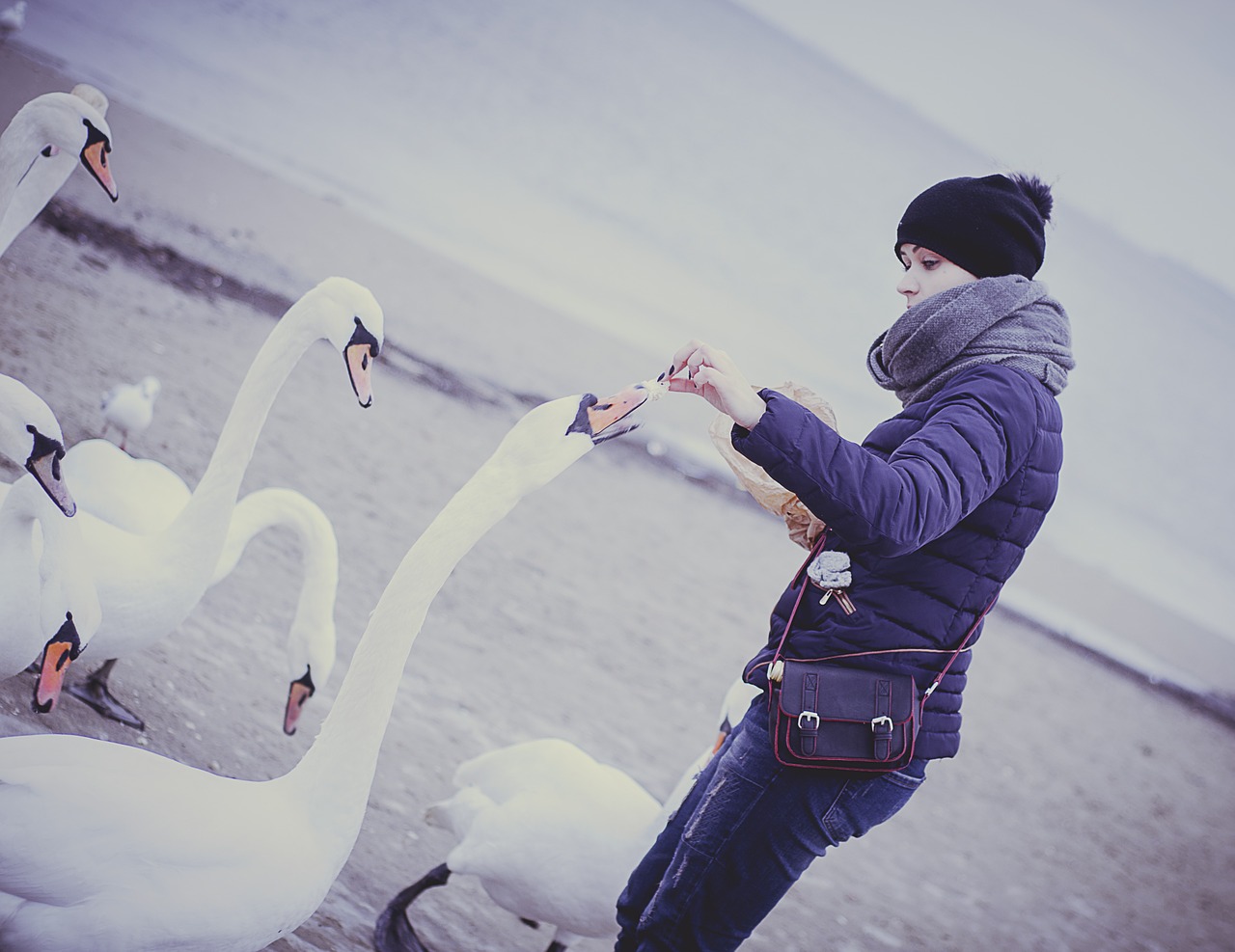 swans feeding nature free photo