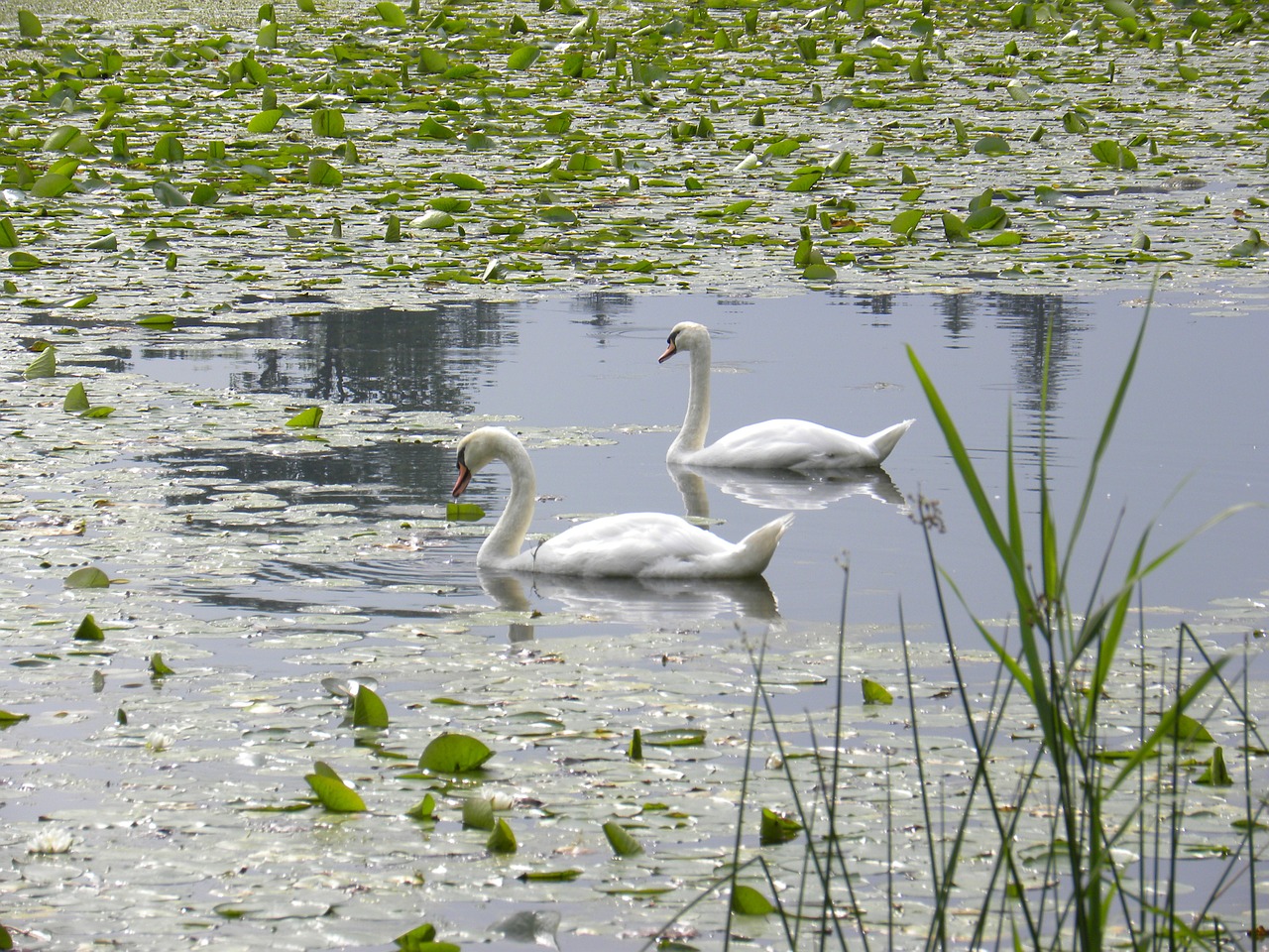 swans pond water lilies free photo
