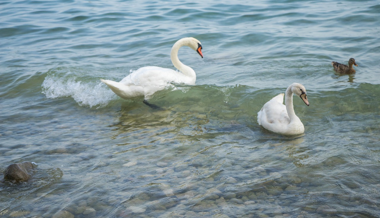 swans birds duck free photo