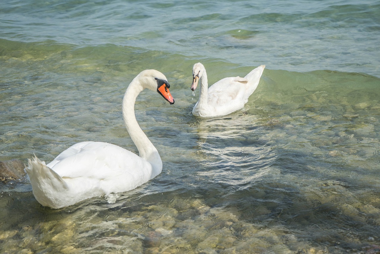 swans birds nature free photo