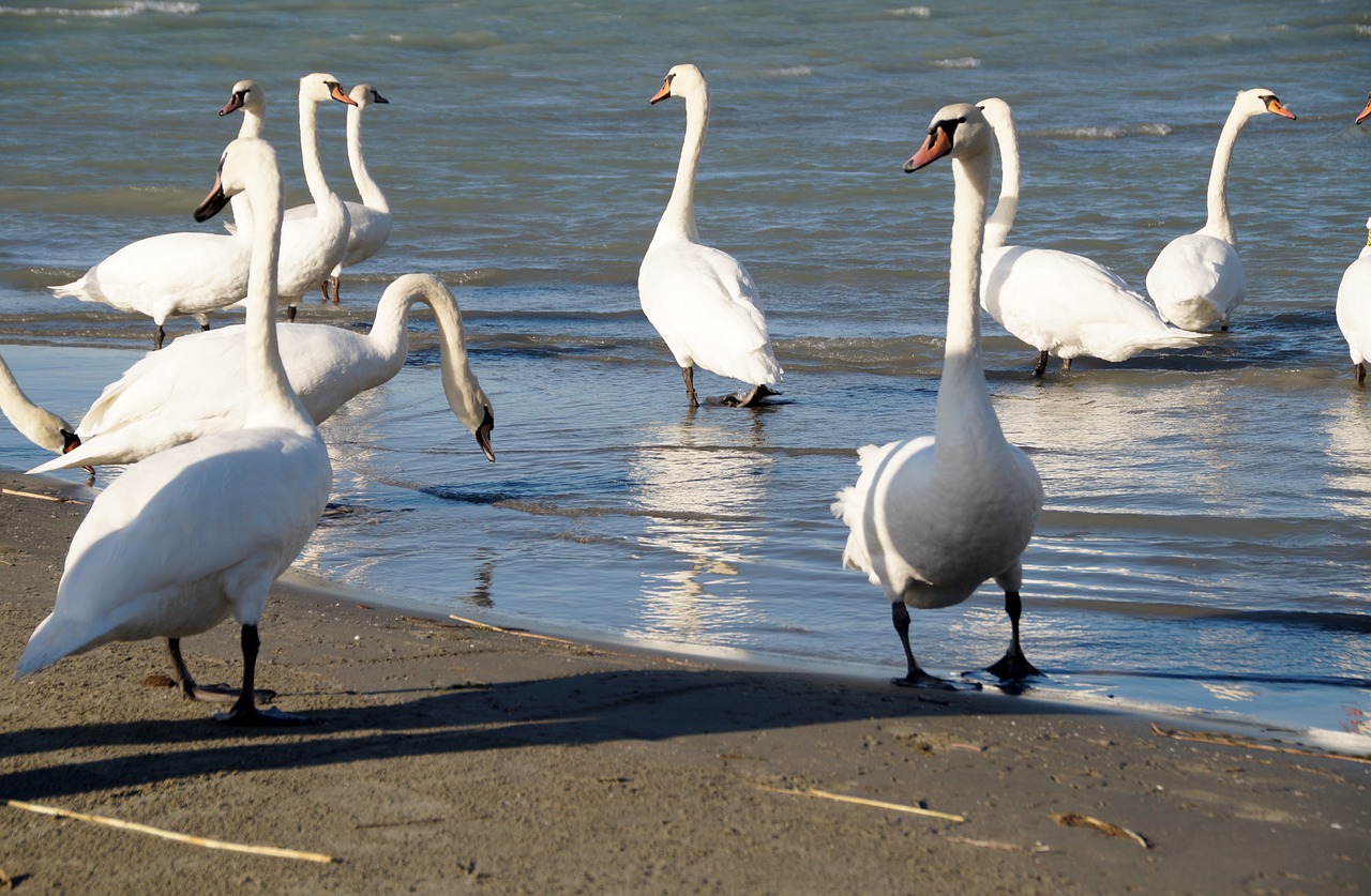 swans water bird swan free photo