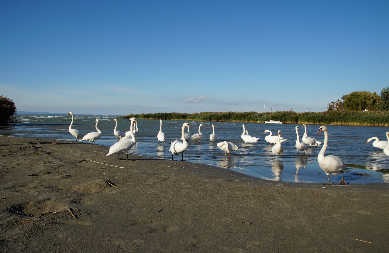 swans balaton lake free photo