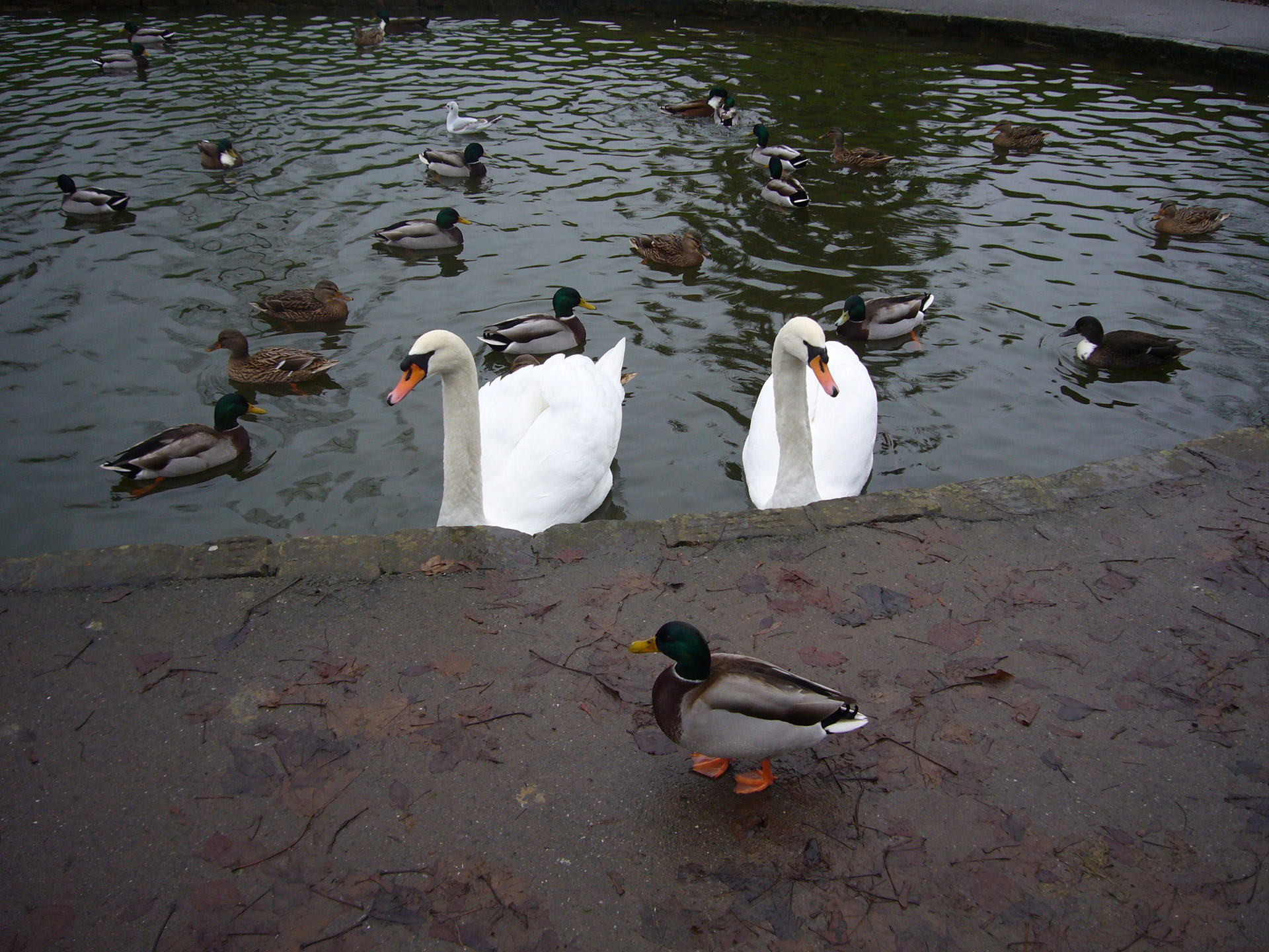 swan swans duck free photo