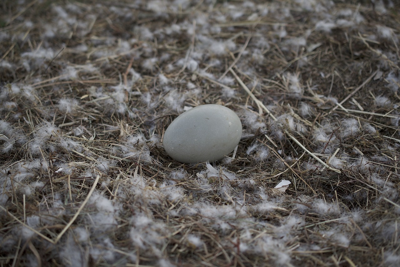 swan's egg  swan  nest free photo